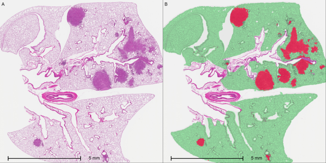 Mouse lung H&E and markup image showing outcome of a deep learning classifier for quantifying tumor area.
